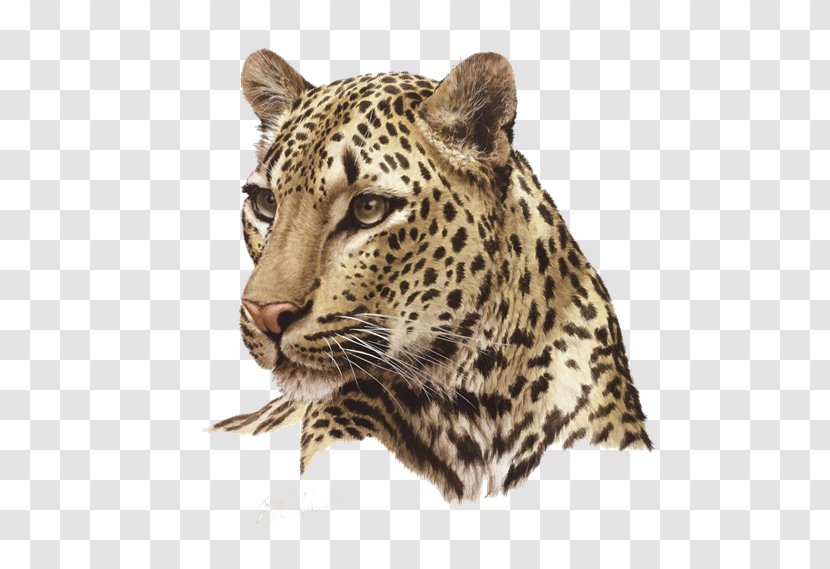 Leopard Felidae Desktop Wallpaper Clip Art - Fur Transparent PNG