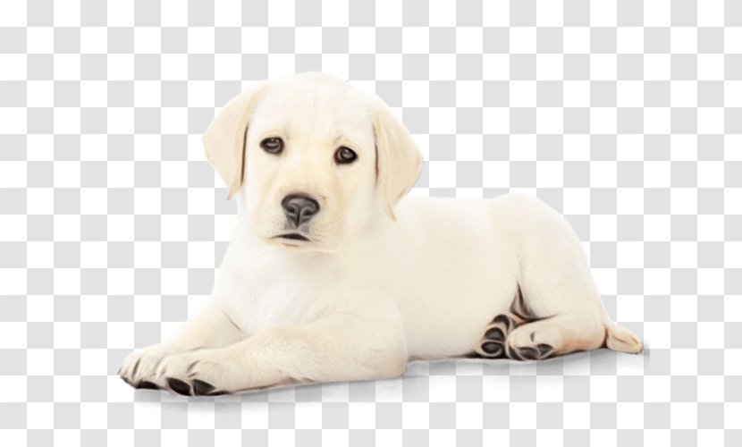 Labrador Retriever Puppy Akbash Companion Dog - Health - Rare Breed Fur Transparent PNG