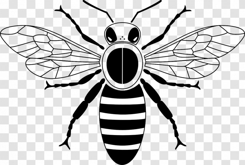Honey Bee Drawing Beehive Clip Art - Black And White Transparent PNG