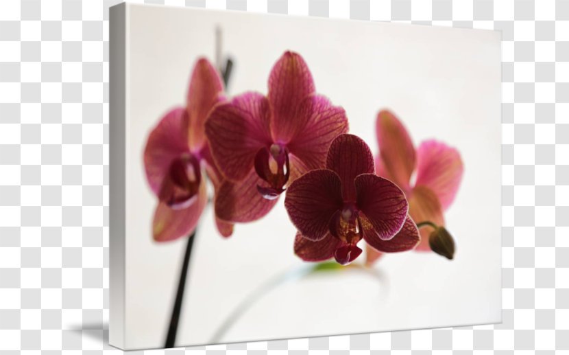Moth Orchids Floral Design Dendrobium Cut Flowers - Burgundy Orchid Transparent PNG