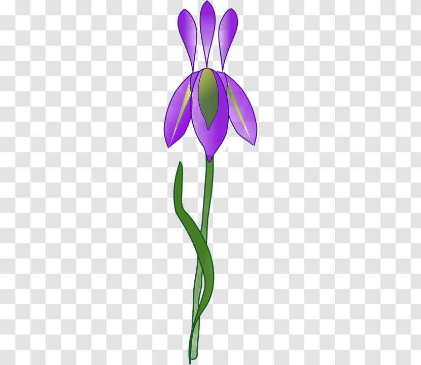 Iris Versicolor Clip Art - Irises - Flower Transparent PNG