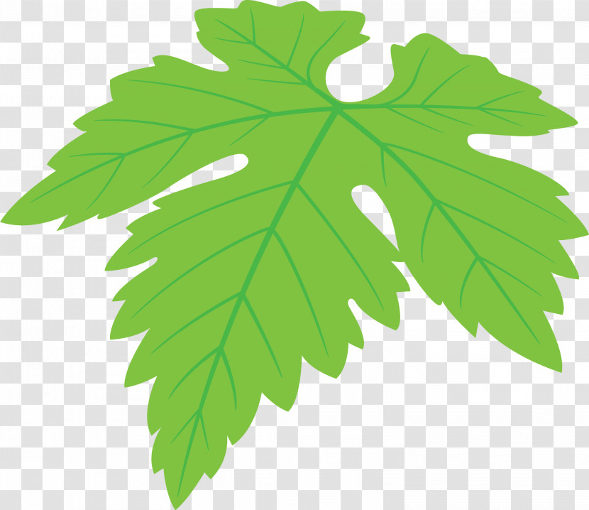 Grapes Leaf Leaf Transparent PNG