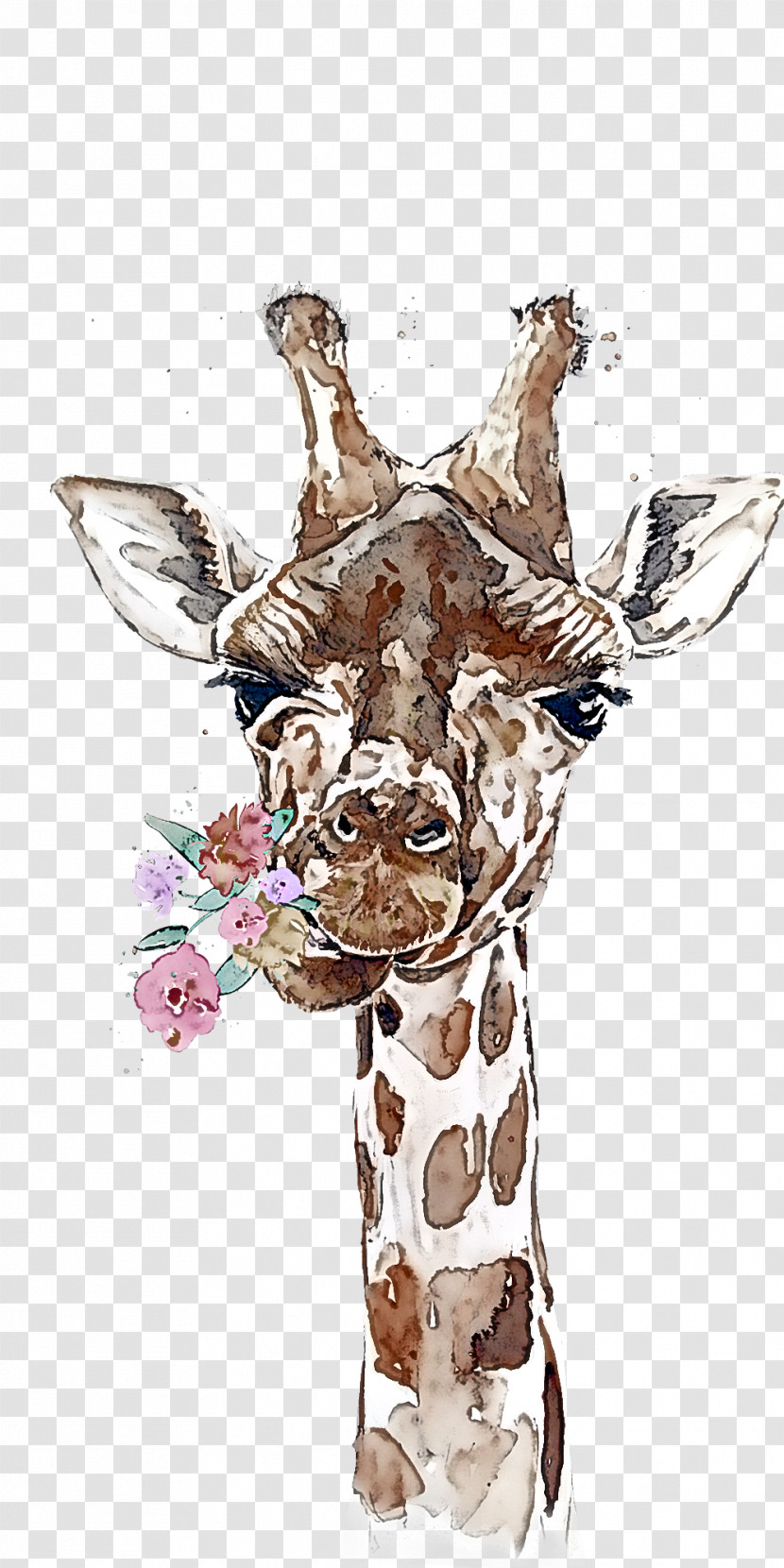 Giraffe Giraffidae Head Snout Wildlife Transparent PNG