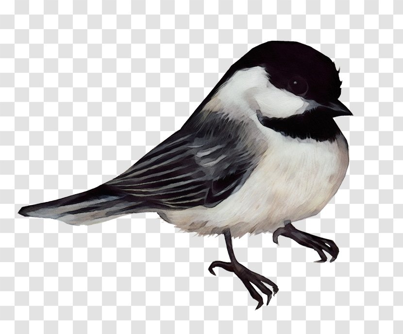 Bird Black Capped Chickadee Beak Carolina - Old World Flycatcher Sparrow Transparent PNG