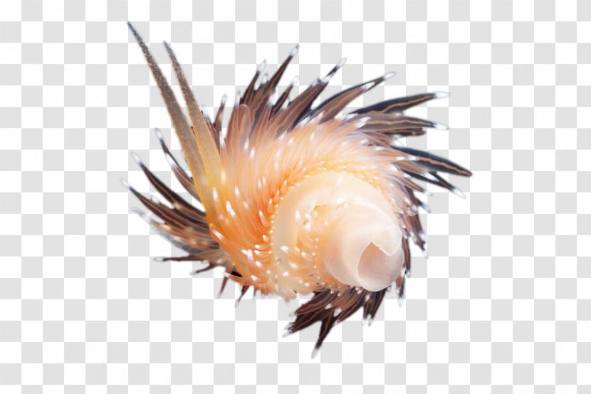 Sea Snail Conch Google Images - A Transparent PNG