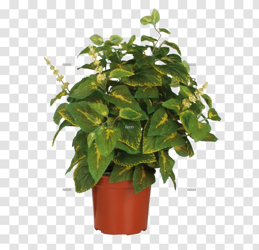 Flowerpot Wayfair Houseplant Tree - Plant Transparent PNG