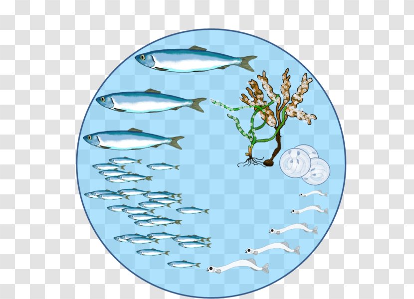 Herring Biological Life Cycle Reproduction Biology Fish - Marine Mammal - Oklahoma Department Of Agriculture Food And Forest Transparent PNG