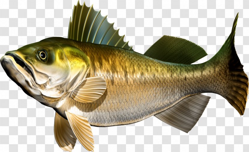 Fullcap Perch Fish Walleye Zander - Cartoon - Tree Transparent PNG