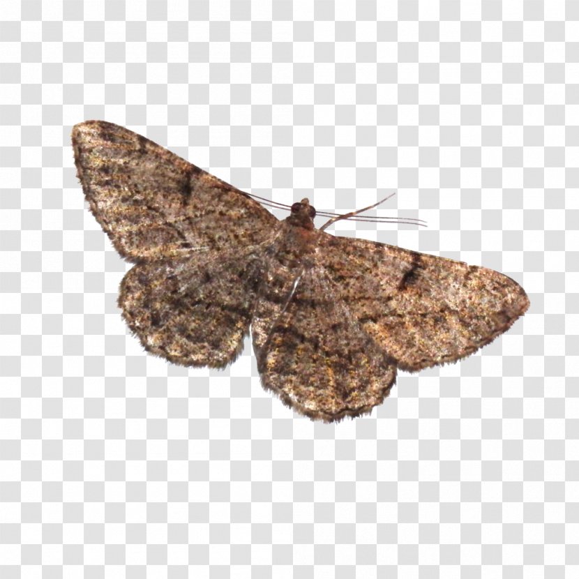 Butterfly Insect Moth Pest - Dragonfly Transparent PNG