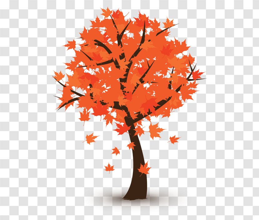 Autumn Tree دروس اللغة العربيّة Advertising Belaichhari Upazila - Maple Leaf - Caller ID Transparent PNG