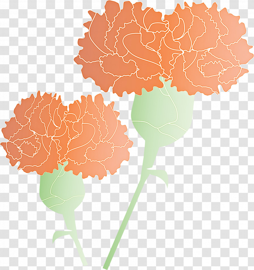 Mothers Day Carnation Mothers Day Flower Transparent PNG