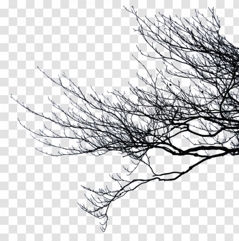 Branch Tree Photography Clip Art - Pine Family - Branches Transparent PNG