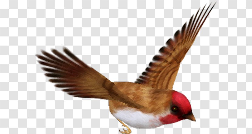 Bird Beak - Flight Transparent PNG