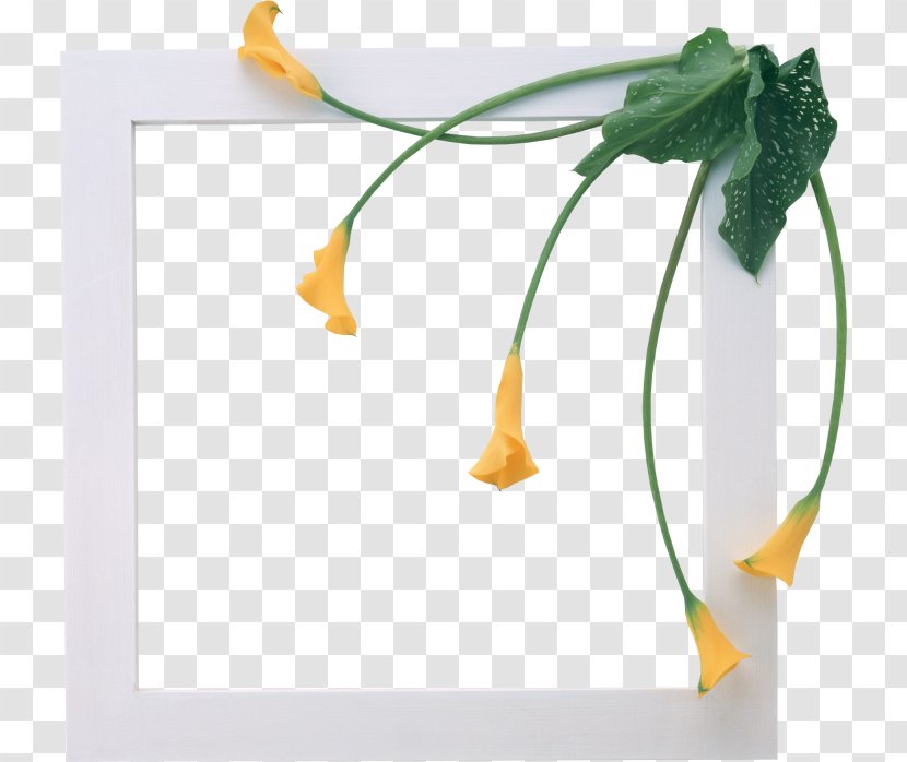 Picture Frame Photography Flower - Yellow - Lily White Decorative Transparent PNG