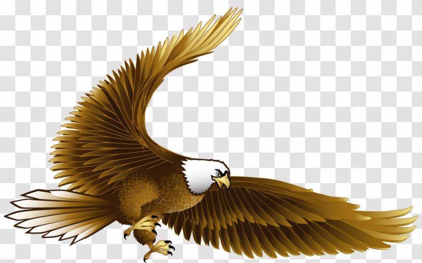 Bird Eagle Hawk Clip Art - Kite Transparent PNG