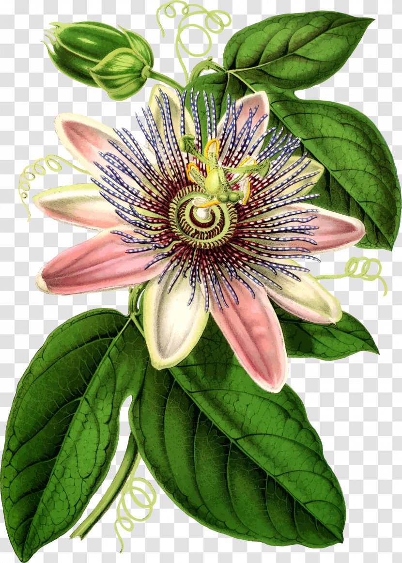 Purple Passionflower Bluecrown Botanical Illustration Botany - Plant - Flower Transparent PNG