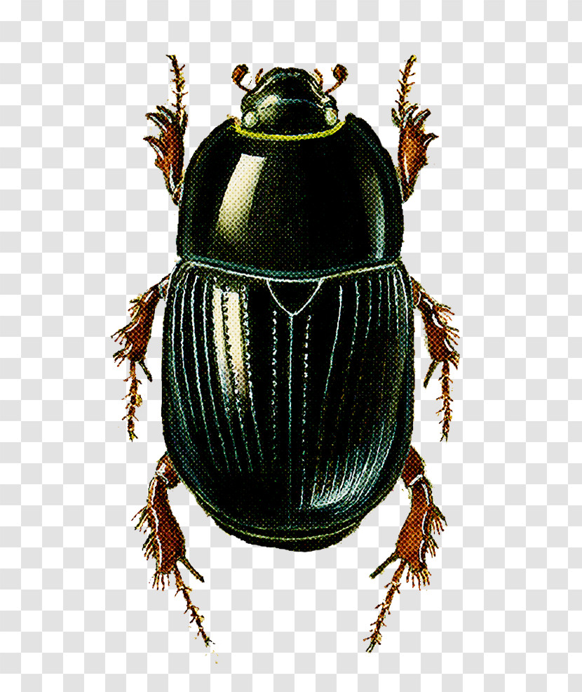 Insect Beetle Ground Beetle Scarabs Dung Beetle Transparent PNG