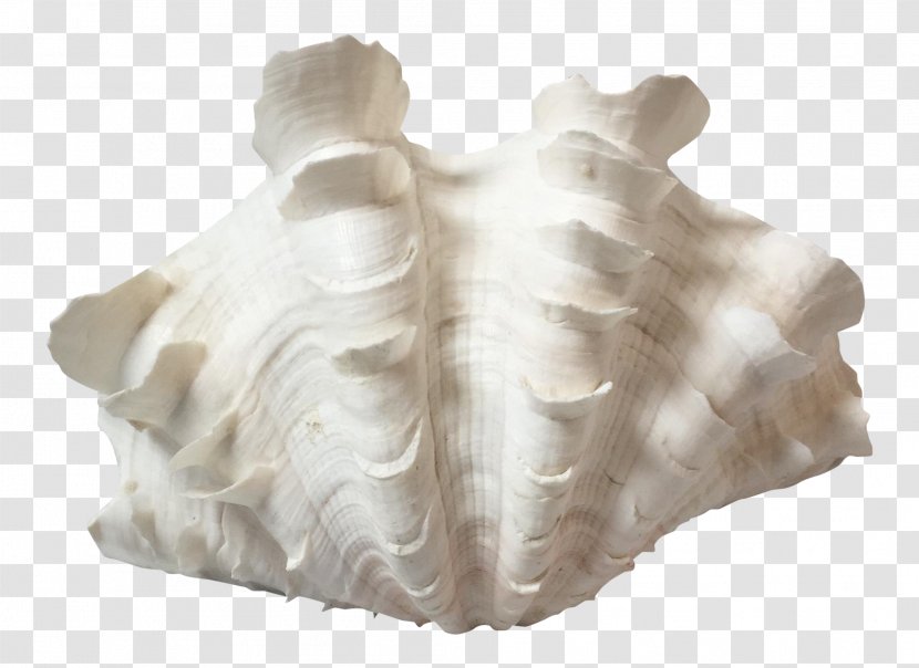 Giant Clam Seashell Hippopus Mollusc Shell - Sales Transparent PNG