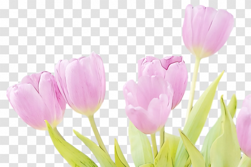 Flower Petal Tulip Plant Pink Transparent PNG