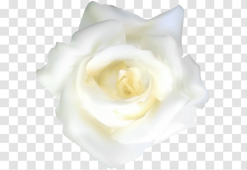 Rose Clip Art - Flowering Plant - Order Transparent PNG