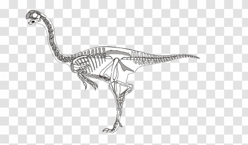 Velociraptor Dinosaur Skeleton - Black And White Transparent PNG