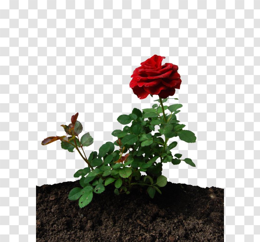 Garden Roses Desktop Wallpaper - Rose Order - Little Prince Transparent PNG