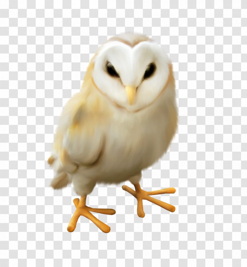 Owl Bird Clip Art - Sleepy Transparent PNG
