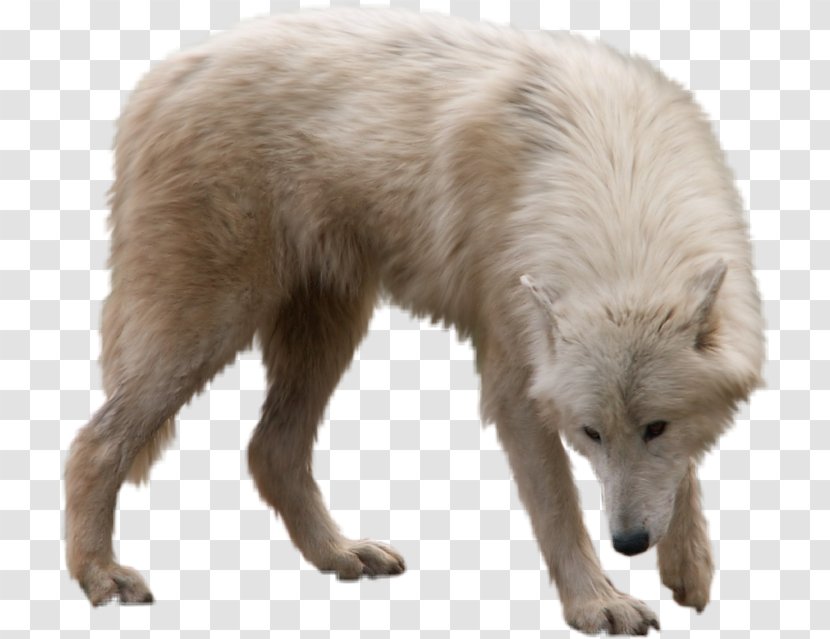 Gray Wolf Clip Art Information Image - Dog Like Mammal - Howl Transparent PNG