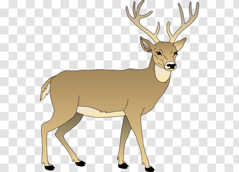 White-tailed Deer Clip Art - Tail - Bay Cliparts Animated Transparent PNG