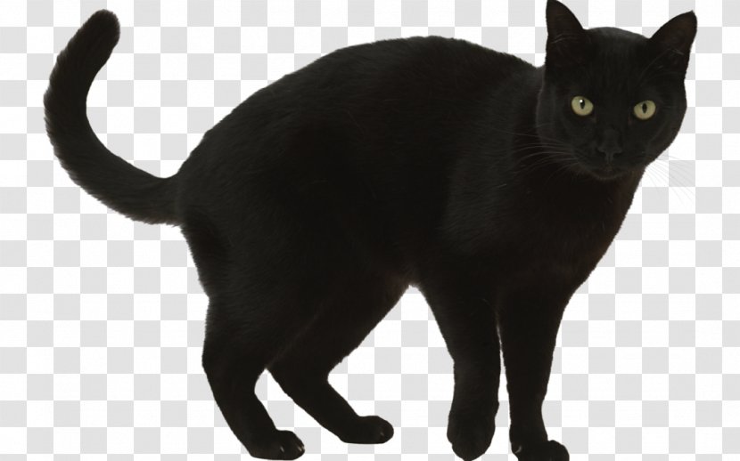 Black Cat Bombay Burmese Korat European Shorthair - Carnivoran - Kitten Transparent PNG