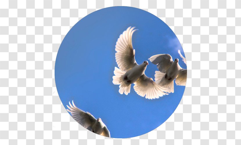 Columbidae The White Doe Release Dove Bird Wedding - Wing Transparent PNG