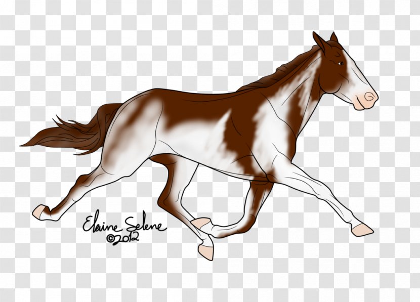 Foal Mane Stallion Mustang Mare - Neck Transparent PNG