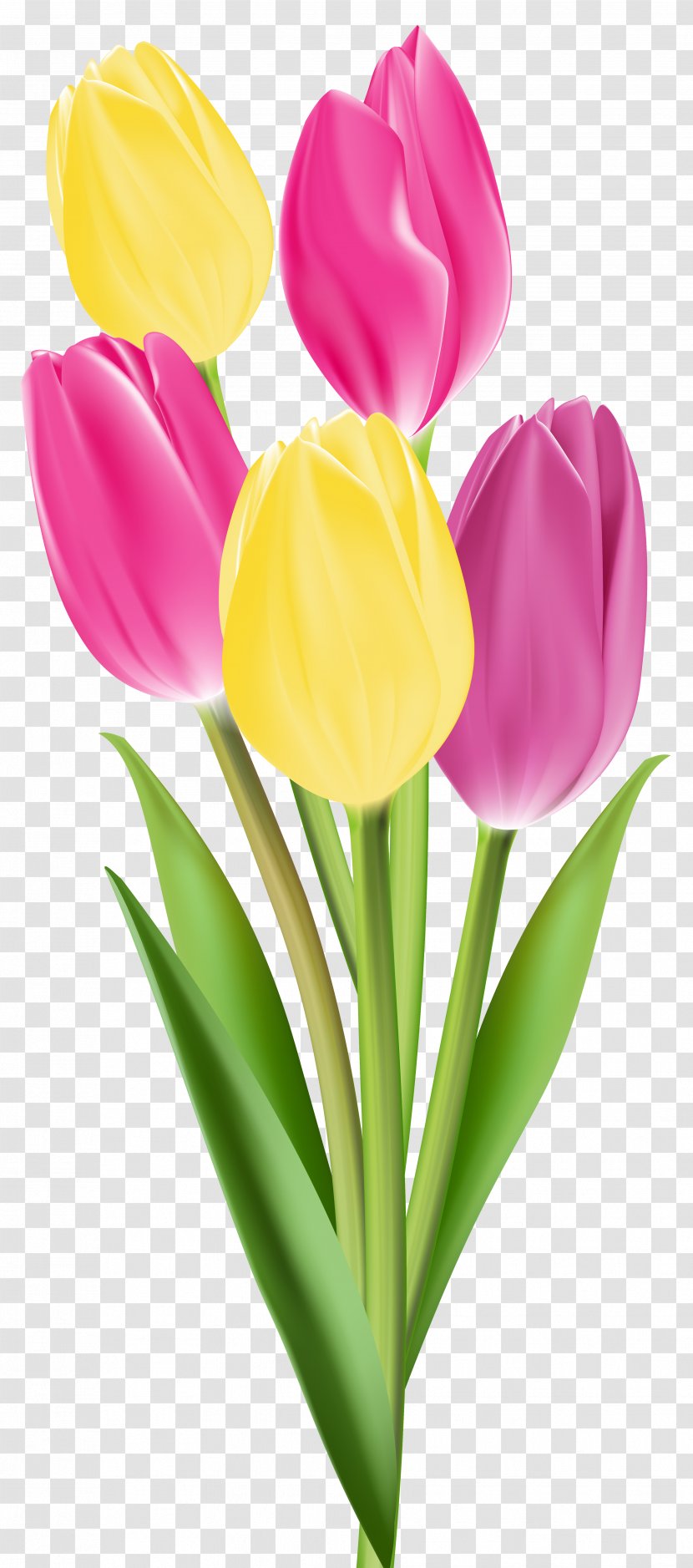 Tulip Flower Bouquet Clip Art - Seed Plant Transparent PNG