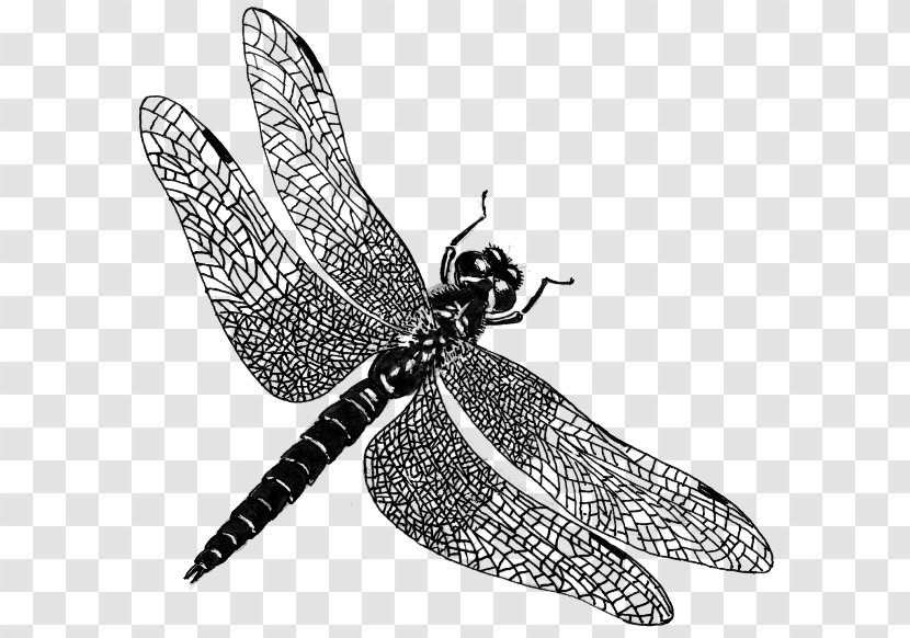 Dragonfly Public Domain Clip Art - Butterfly Transparent PNG