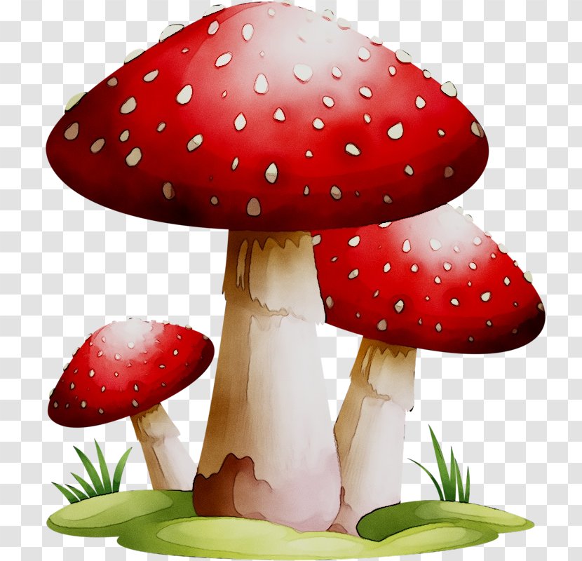 Edible Mushroom Clip Art Common Fungus - Agaricaceae - Fly Agaric Transparent PNG