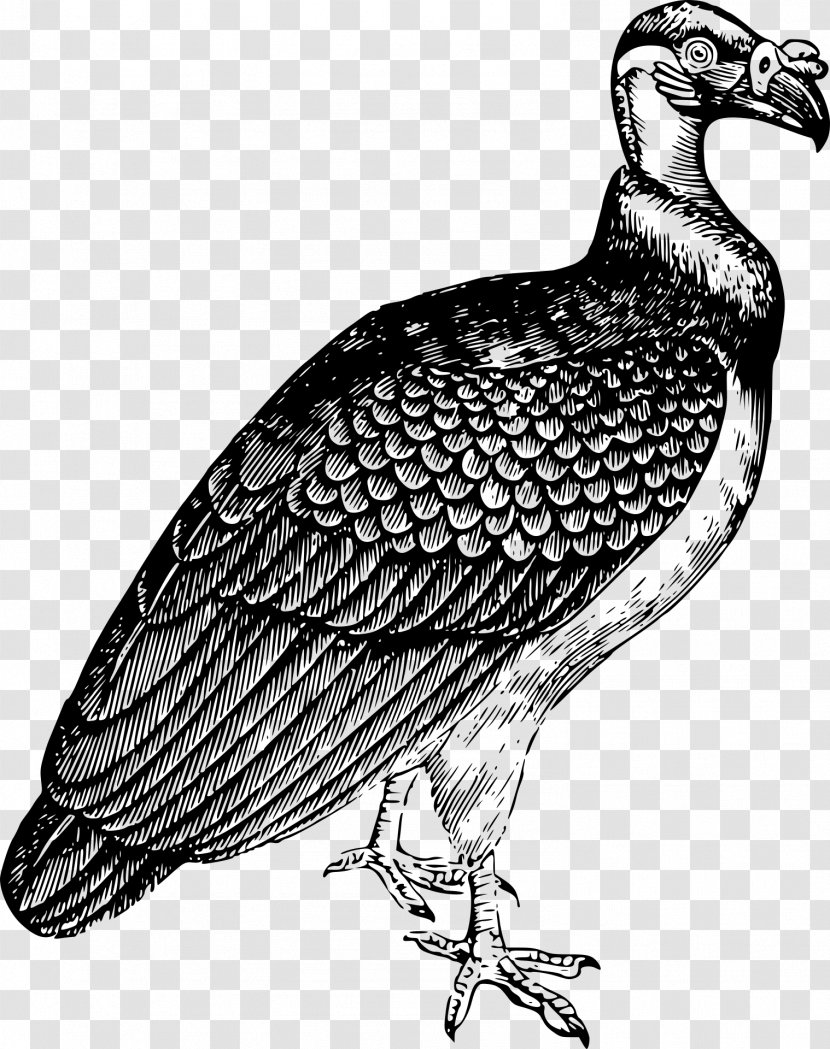 Turkey Vulture Bird King Clip Art - Beak Transparent PNG