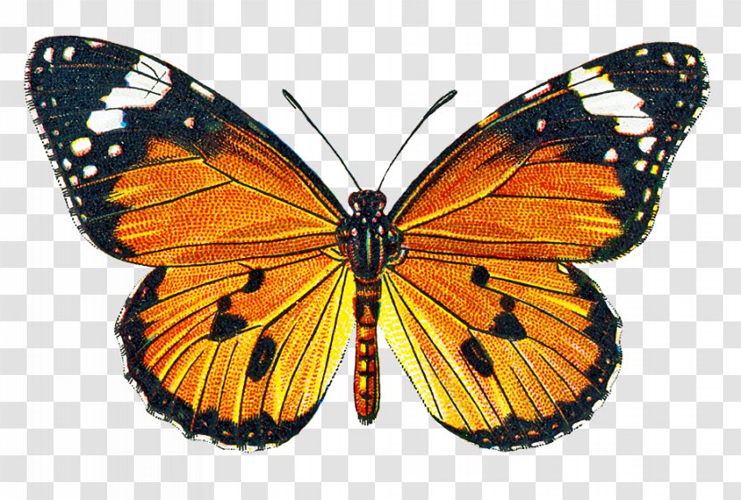 Butterfly Clip Art - Lycaenid - Falling Feathers Transparent PNG