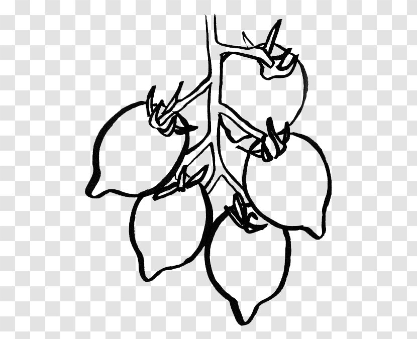 Clip Art Visual Arts Drawing /m/02csf Illustration - Flower - Tomate Transparent PNG