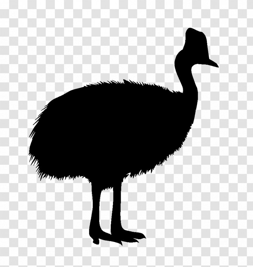 Common Ostrich Southern Cassowary Northern Goose Emu - Flightless Bird - Animal Transparent PNG