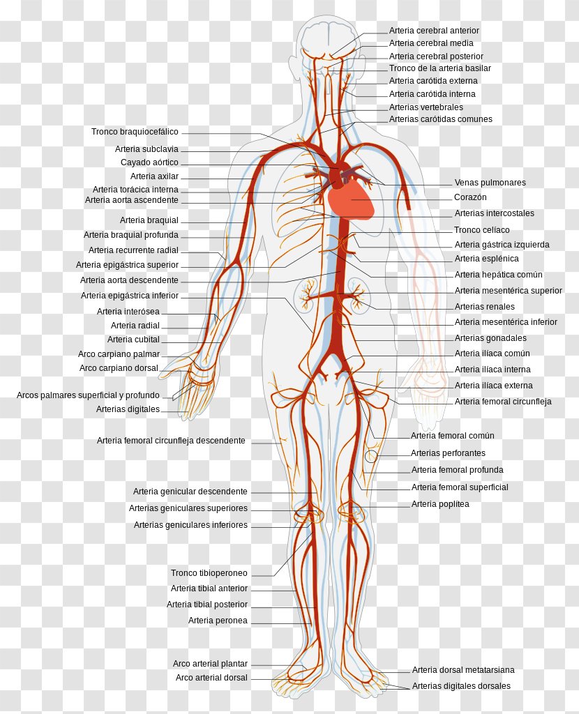 Circulatory System Vein Artery Systemic Venous Human Body - Flower - Heart Transparent PNG