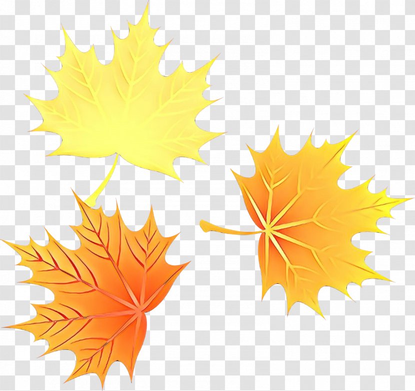 Maple Leaf - Plant - Deciduous Plane Transparent PNG