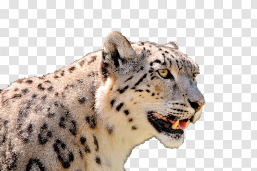 Display Resolution 1080p High-definition Television Wallpaper - Cat Like Mammal - Snow Leopard Stares Far Away Transparent PNG