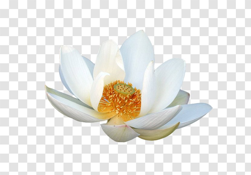 Nelumbo Nucifera Petal Lotus - Flowering Plant Transparent PNG
