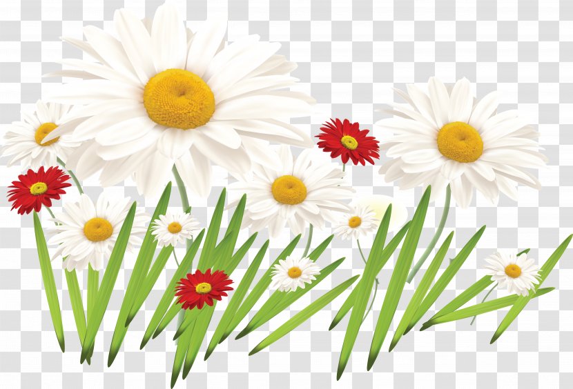 Flower Of The Fields Drawing Painting Bouquet - Gerbera - Camomile Transparent PNG