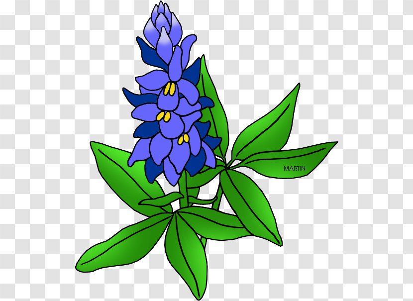 Floral Plant - Wildflower - Herbaceous Lupin Transparent PNG