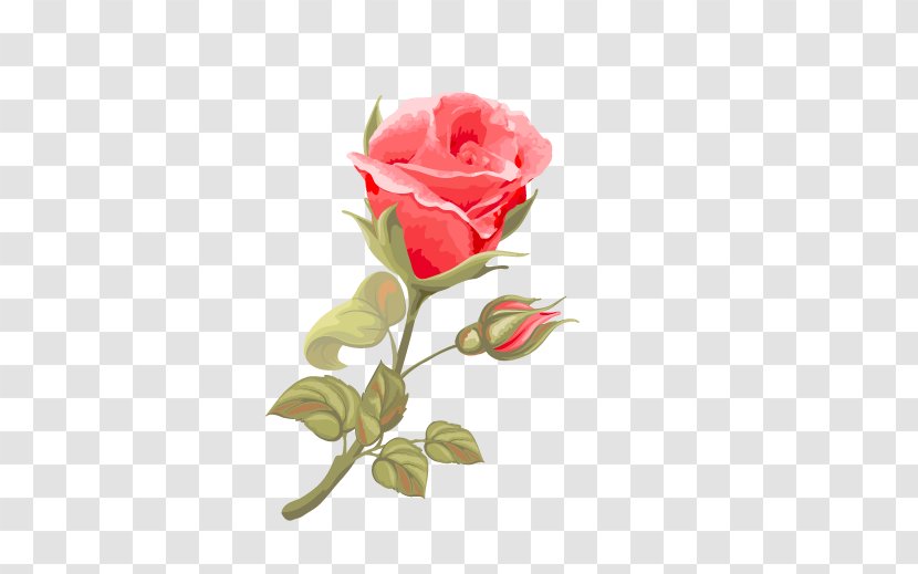 Beach Rose Red Pink Illustration - Cut Flowers - Floral Transparent PNG