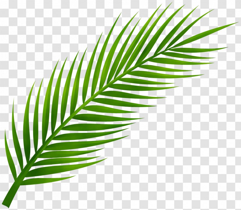 Palm Tree - Woody Plant - Flower Terrestrial Transparent PNG