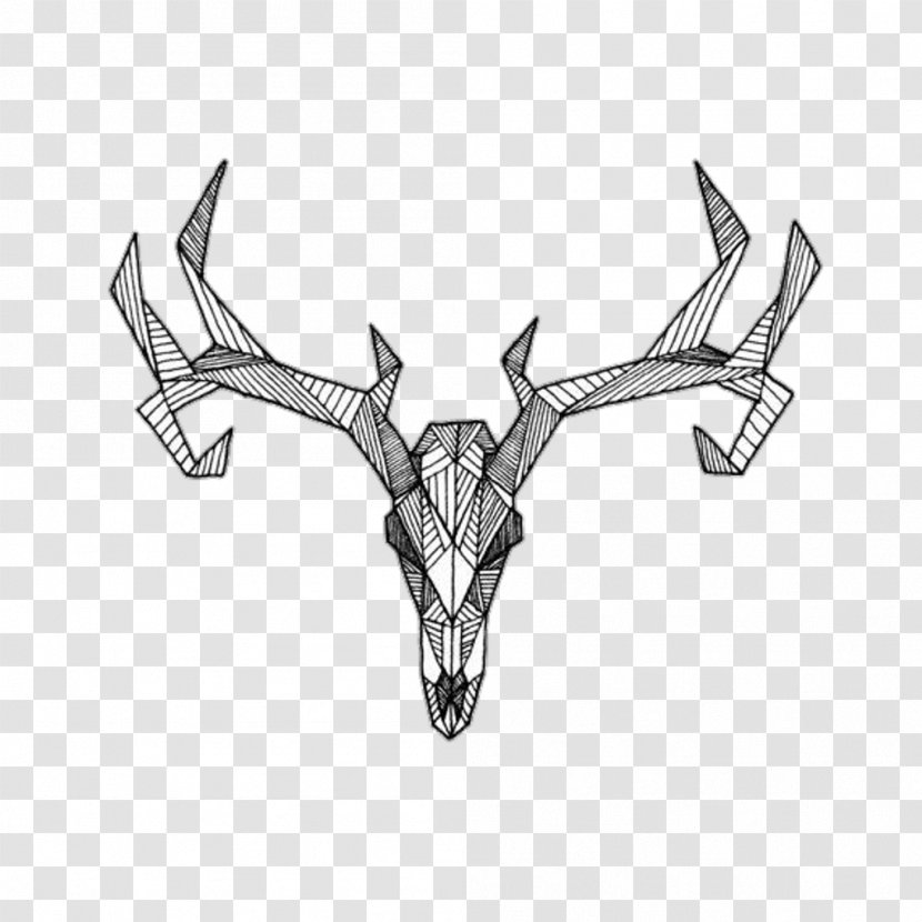 White-tailed Deer Antler Moose Red - Mammal Transparent PNG