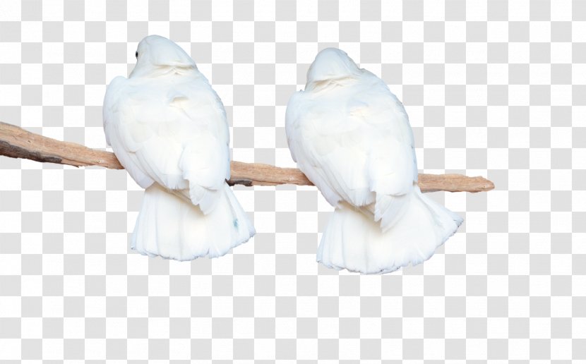 Feather Beak Material Figurine - White Parrot Transparent PNG