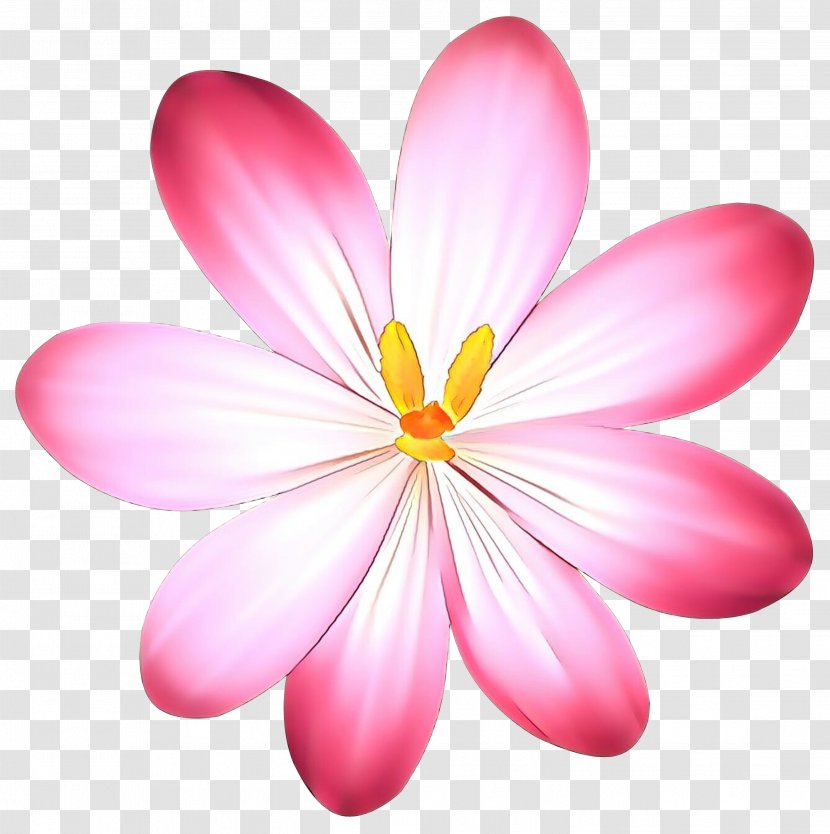 Desktop Wallpaper Pink M Computer - Perennial Plant - Flowering Transparent PNG